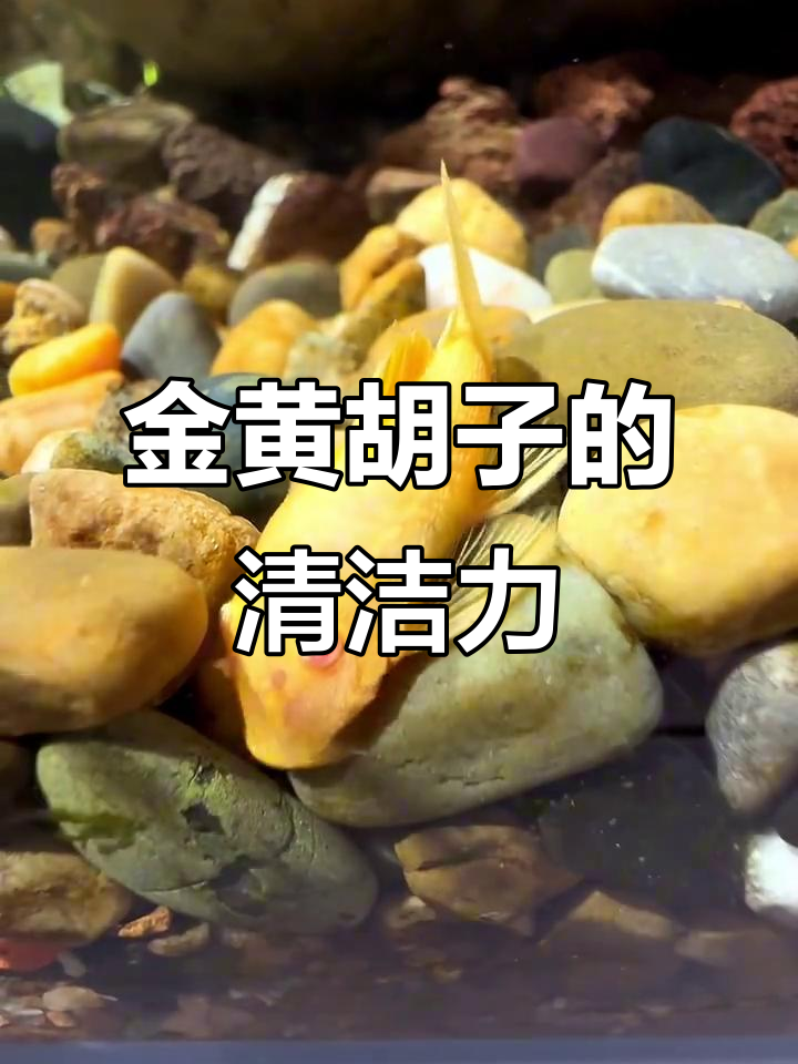 鱼缸里的“清洁工”黄金胡子，颜值与实力并存