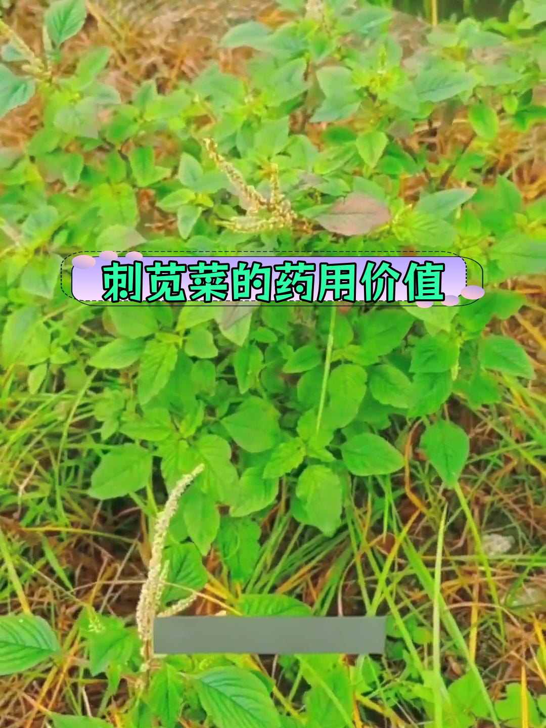 刺苋菜的神奇功效,你了解吗?
