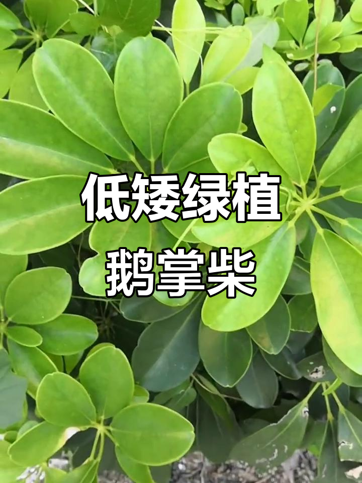 鹅掌柴:低矮绿植,雨中气息清新