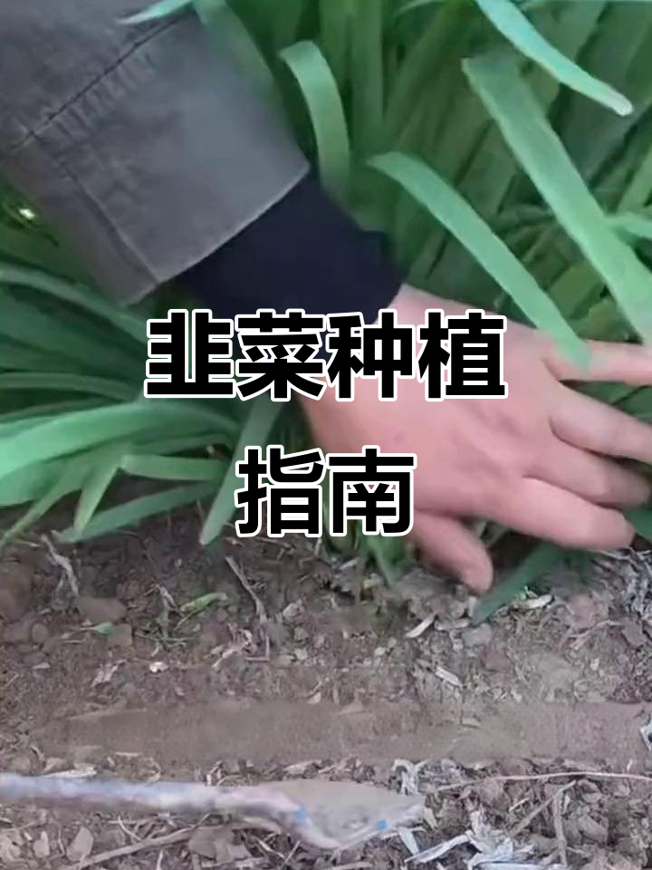 纠结吃啥?种韭菜,小院轻松栽培,一个月后就能享用!