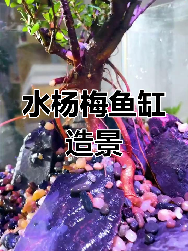 想拥有独特水杨梅鱼缸?打造生态造景,尽显自然之美!