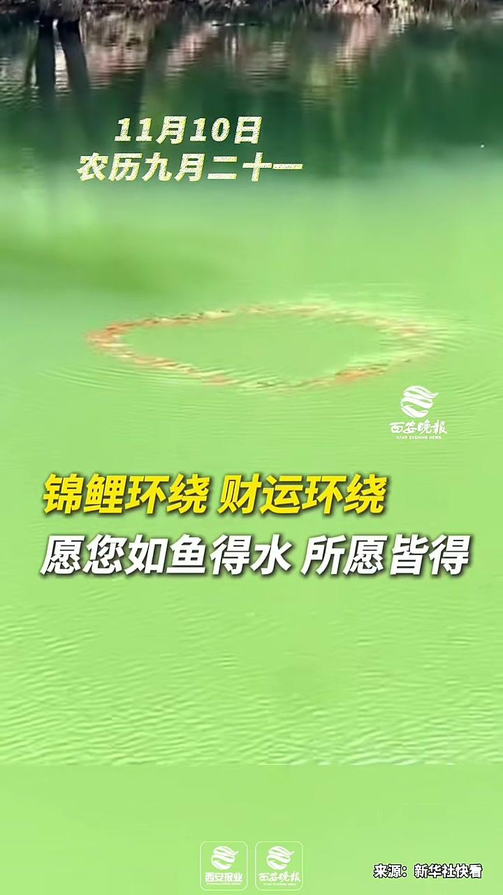 每日祝福早安!锦鲤环绕,财运环绕,愿您如鱼得水,所愿皆所得!祝福