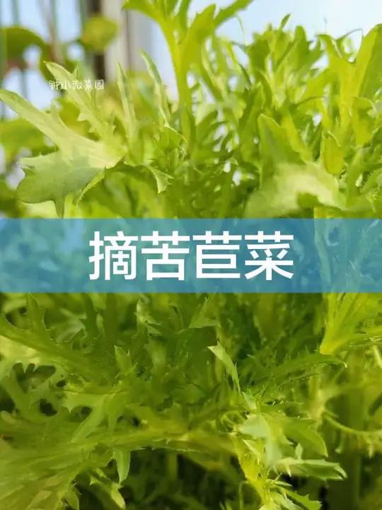 一方阳台,一蔬一饭,皆是生活。#惠州23楼阳台小菜园 #苦苣菜的做法 #家常便饭 #慢生活