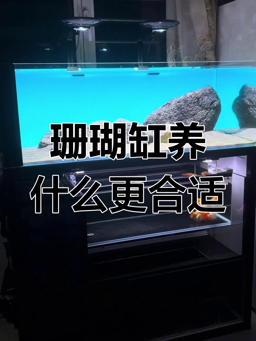 养马鲷还是坦鲷?纠结中,鱼缸里的热闹变化