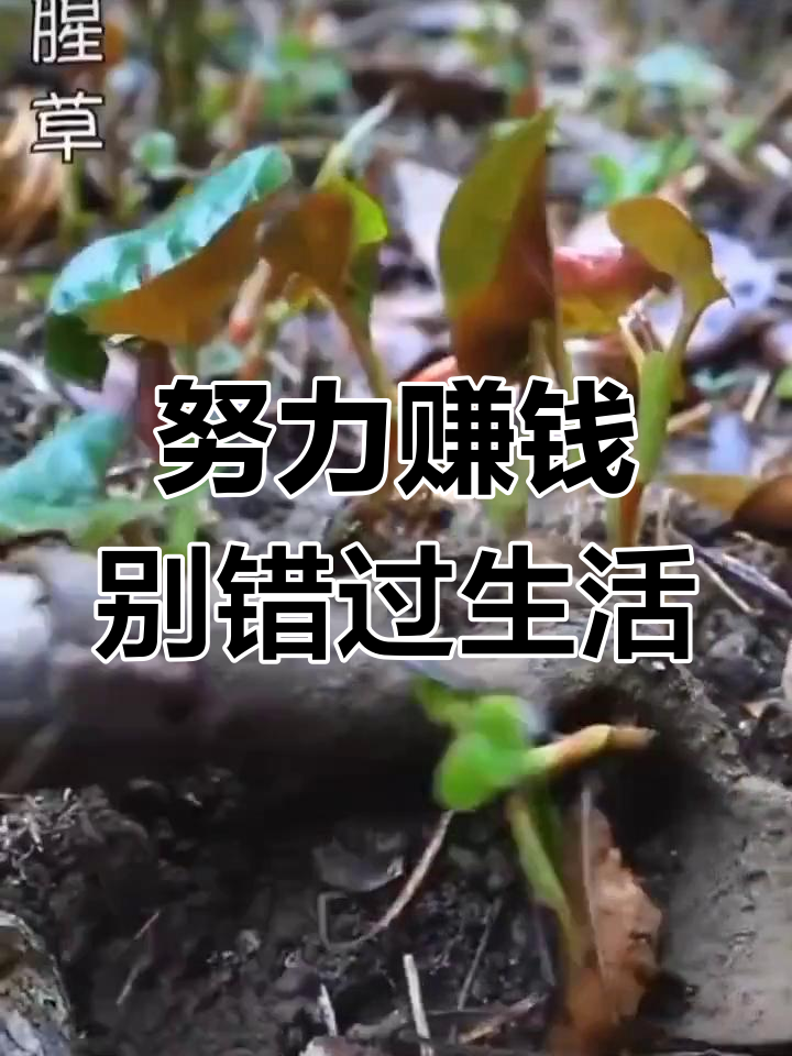 云南临沧的凉拌折耳叶,鱼腥草的美味之选