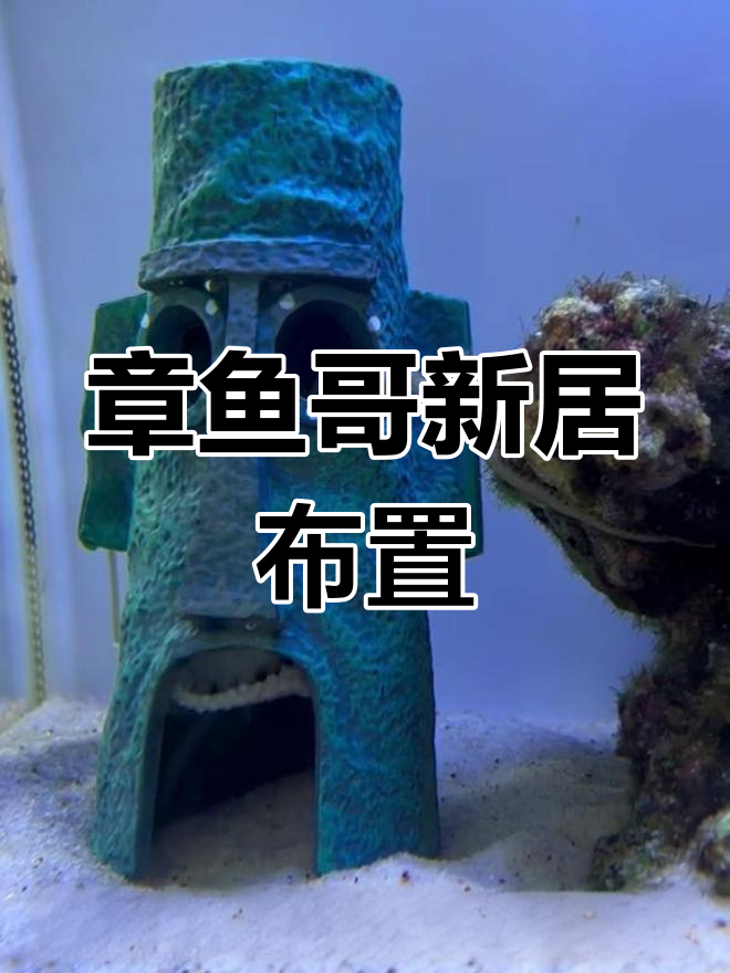 章鱼哥的新家大揭秘