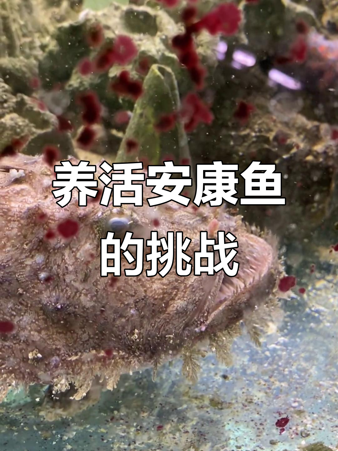 深海鮟鱇鱼:会钓鱼的神秘掠食者,能否成功养殖?