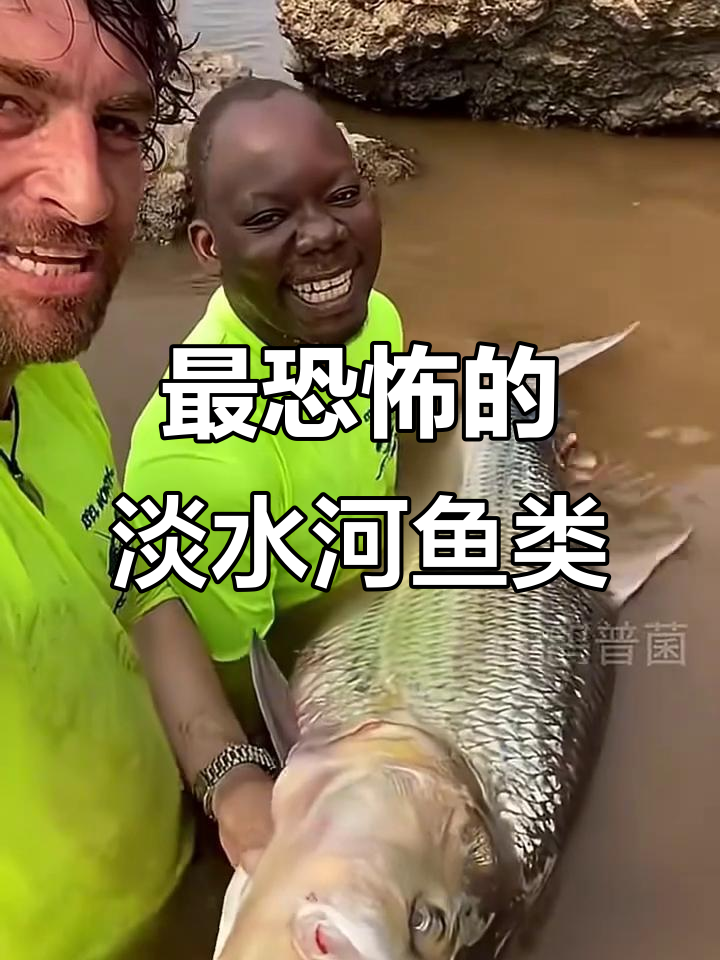 非洲虎鱼:淡水中的顶级掠食者,捕鸟如猎豹般迅速