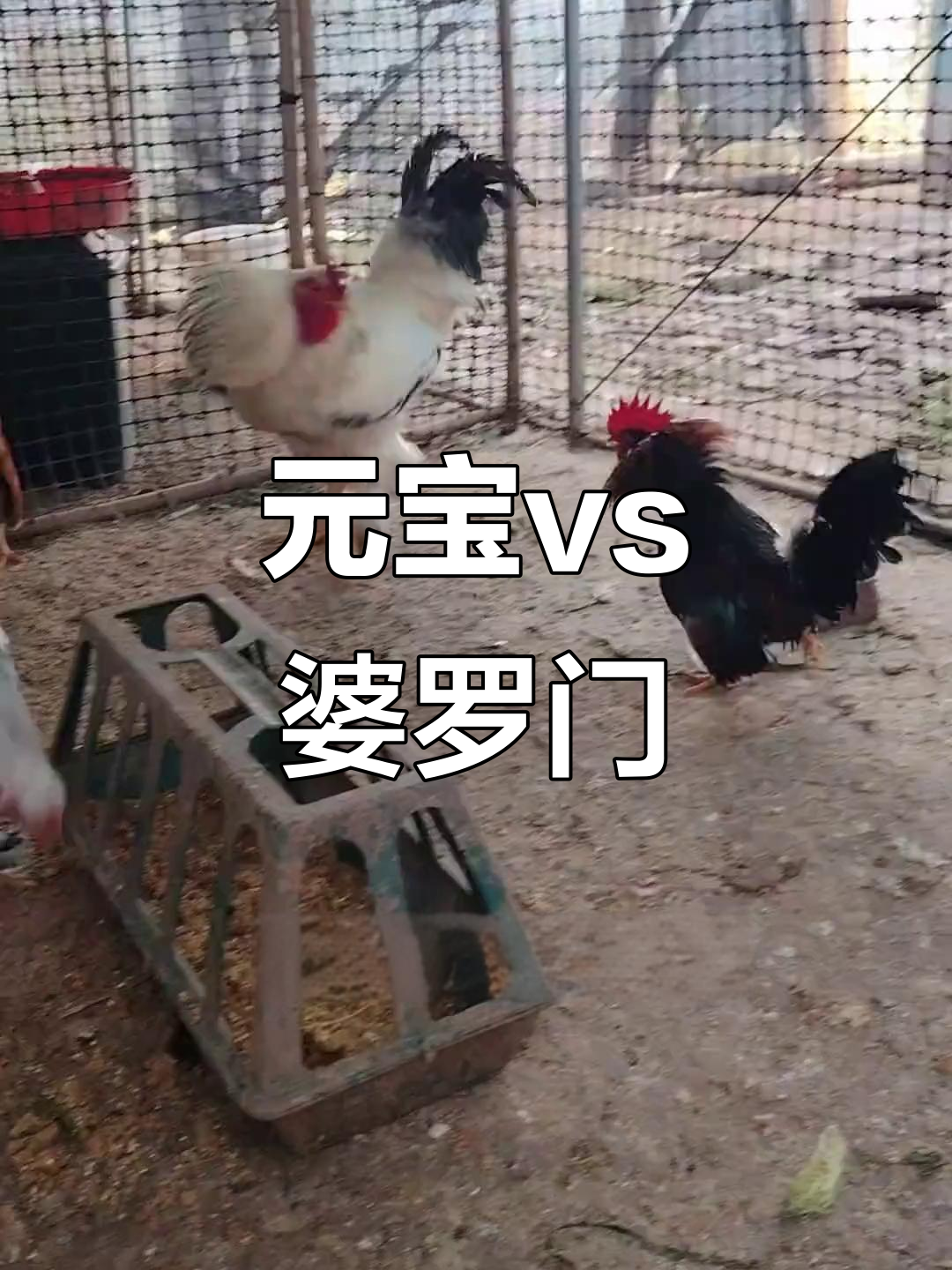 小观赏鸡挑战婆罗门,竟然能躲闪攻击!
