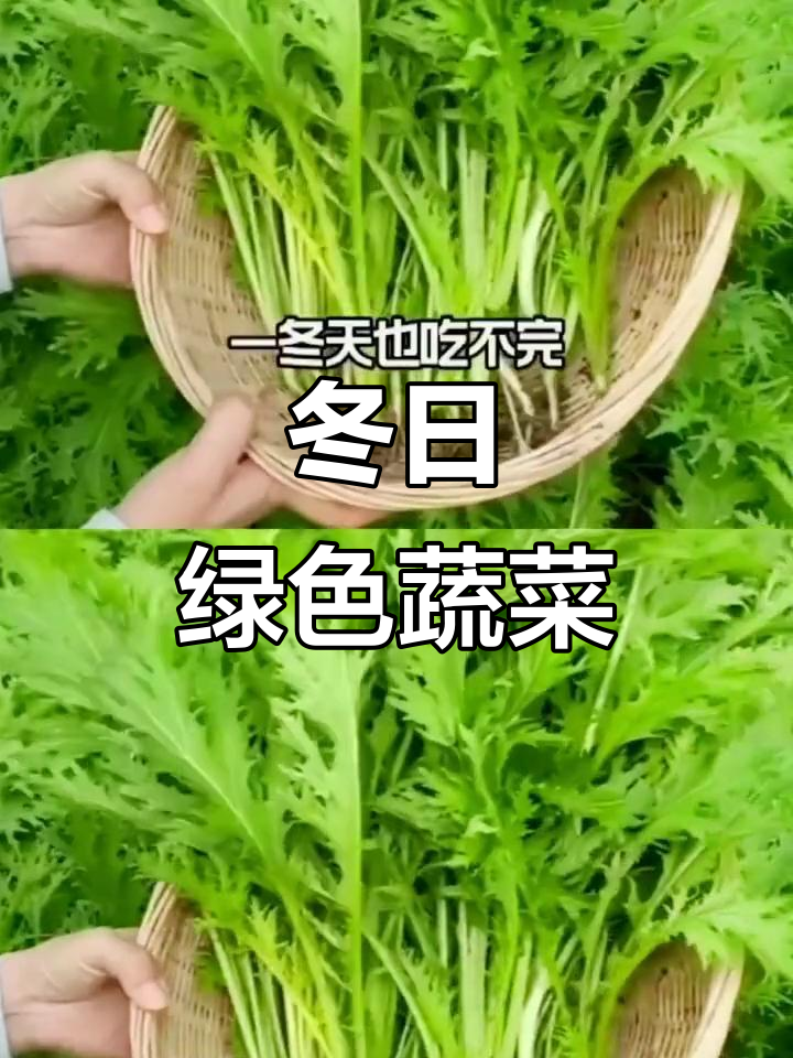 楼顶小菜园,雪里红芥菜丰收,纯天然冬季美味