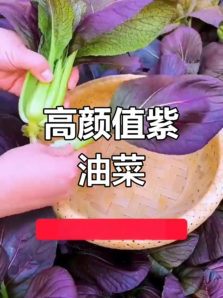 紫罗兰油菜:四季可种,营养丰富