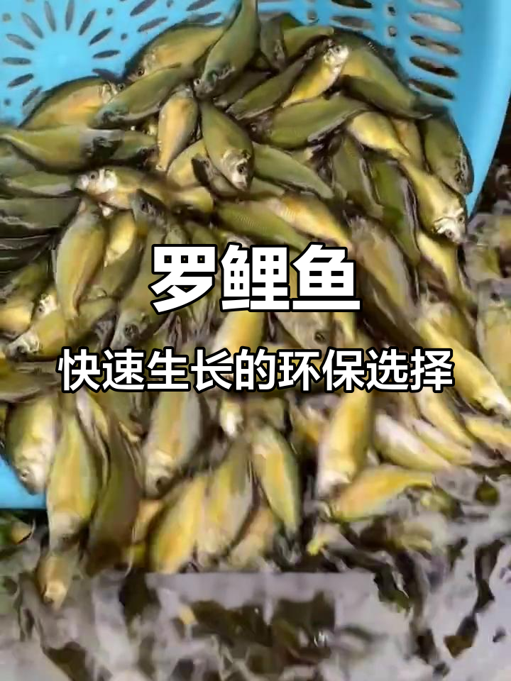 杂食性裸斑鲤鱼，生态养殖轻松长2-5斤