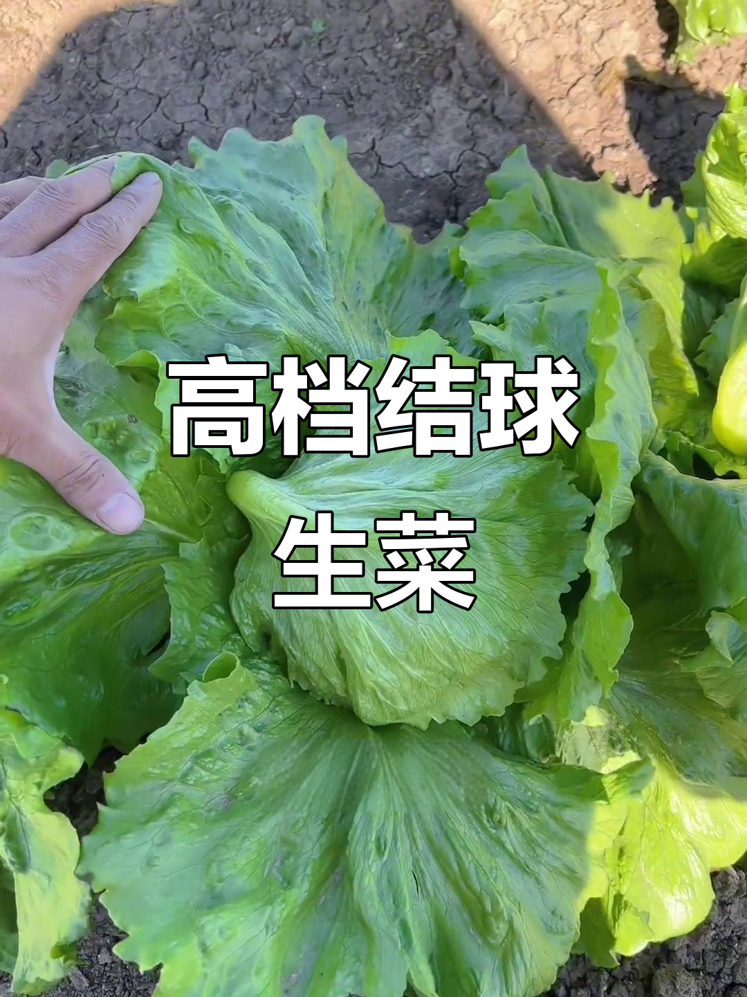 结球生菜，高端美味又健康！