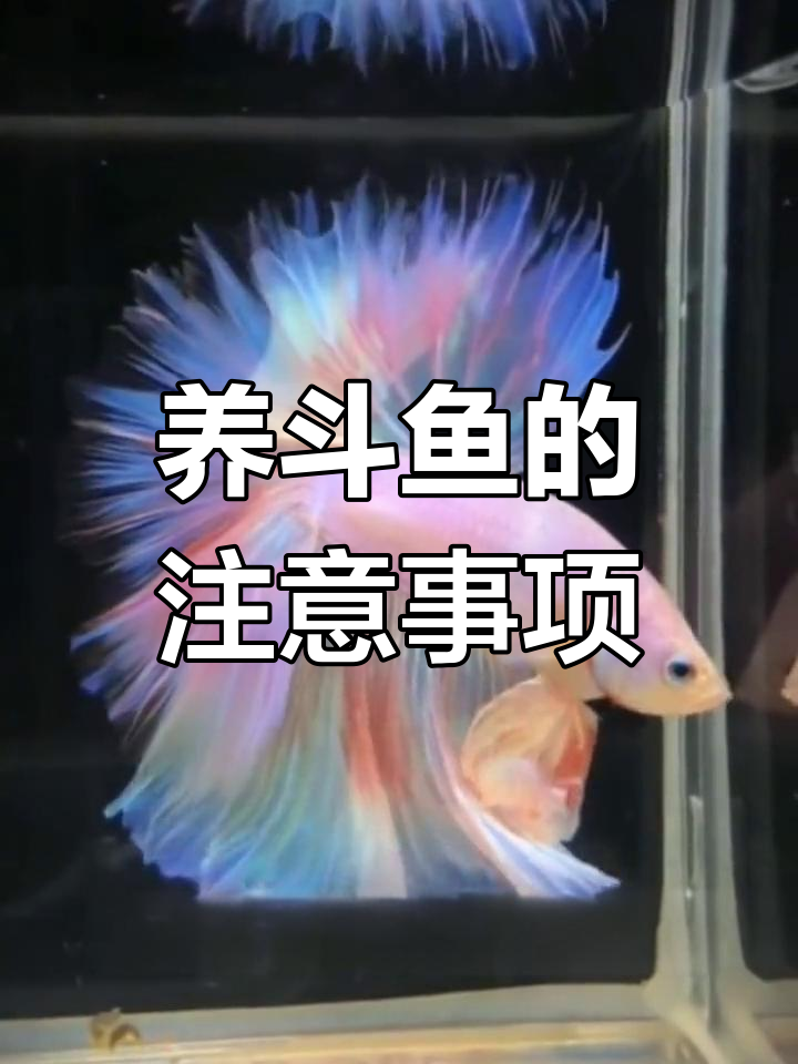 泰国斗鱼饲养指南:如何选择合适的鱼缸