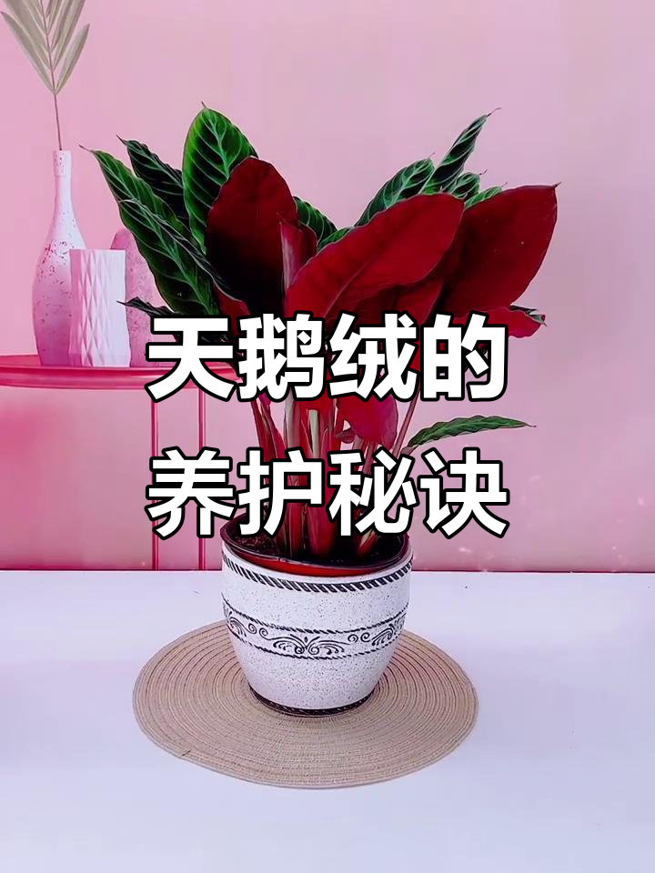 紫背天鹅绒,美丽又易养,散光通风是关键!