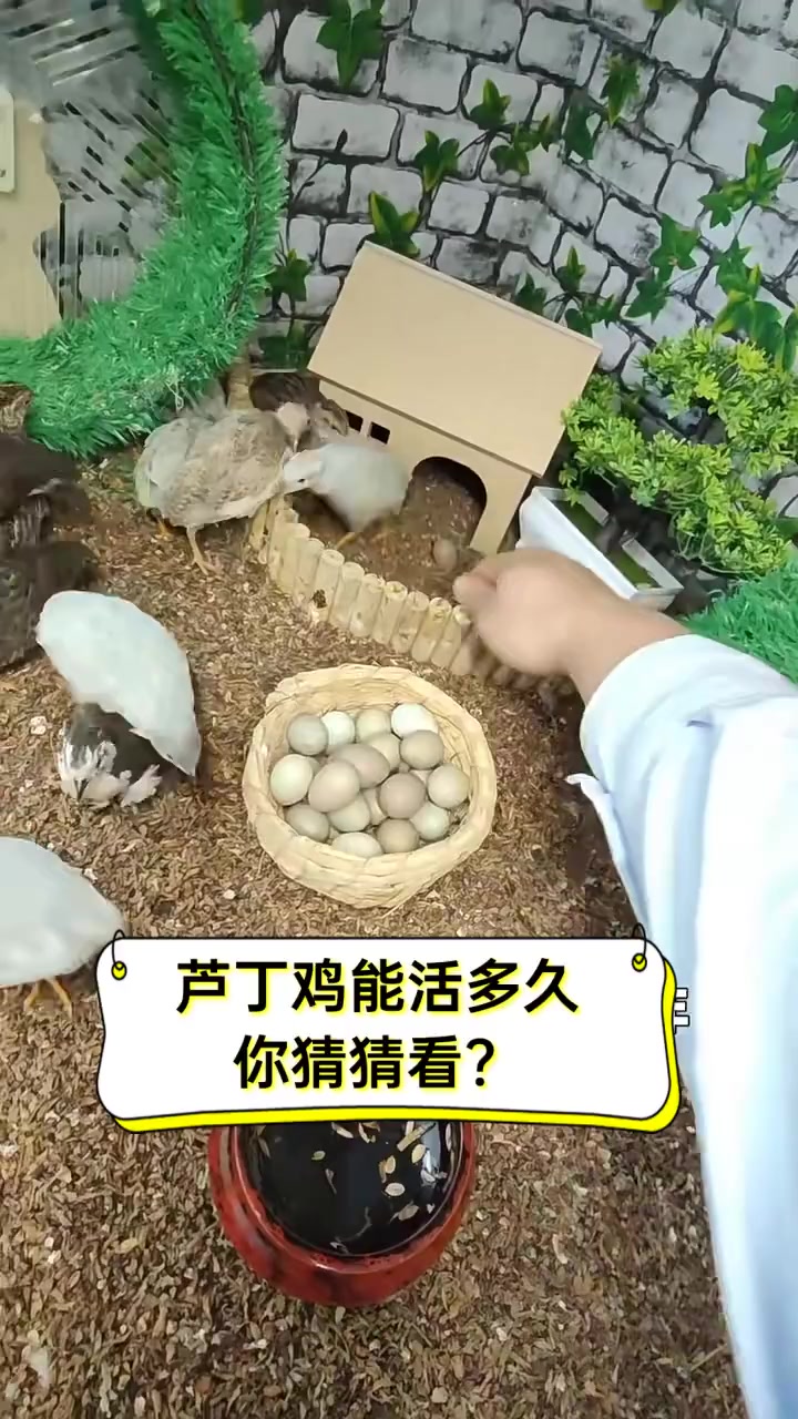 芦丁鸡能活多久,你猜猜看?