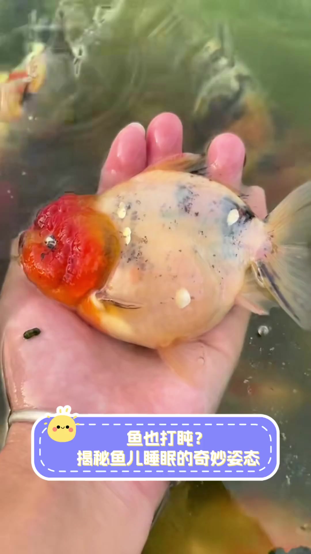 鱼也打盹?揭秘鱼儿睡眠的奇妙姿态