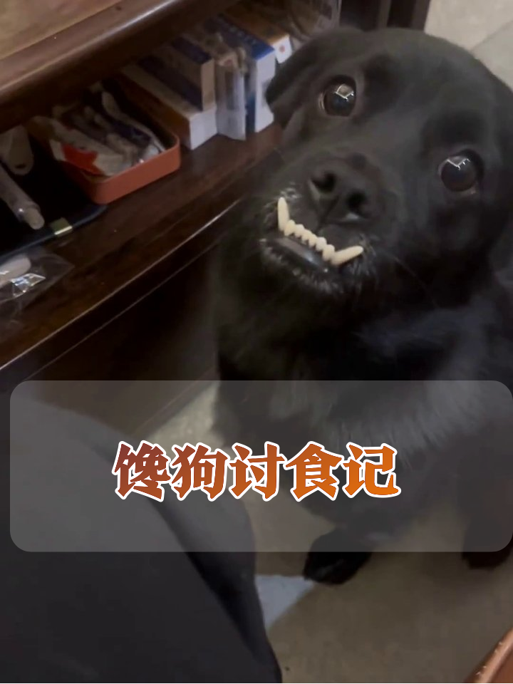 狗子为了吃肉，表情管理直接失控！