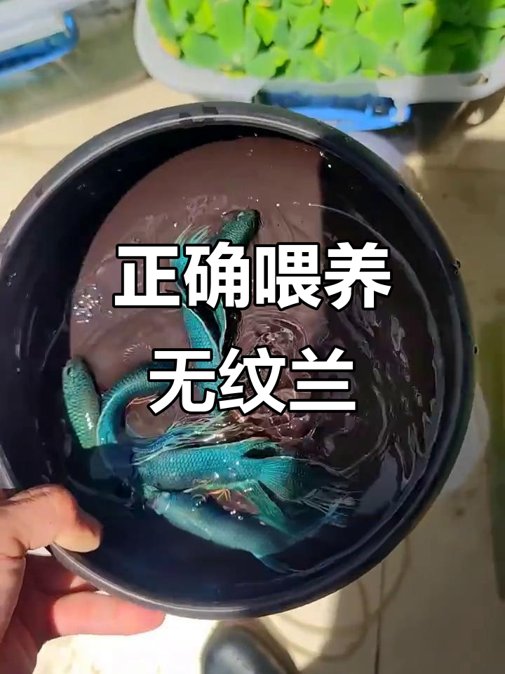 无纹蓝斗鱼饲养技巧:冷水环境与水质管理