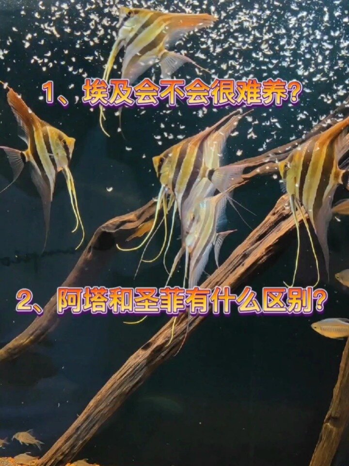 埃及神仙好不好养?