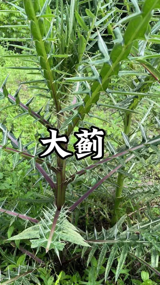 大蓟 大蓟全是长满尖刺,你们那叫什么