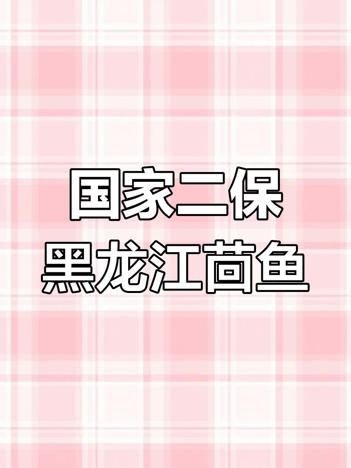 黑龙江茴鱼:国家二级保护动物