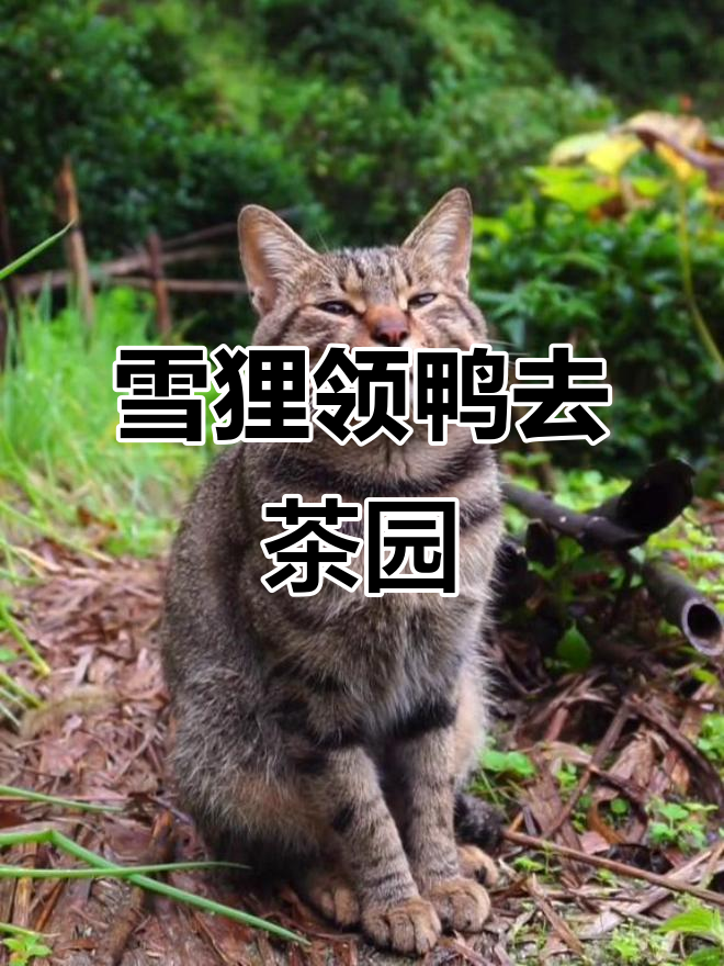 雪狸和菠萝带鸭鸭茶园玩耍,晚上一起回家