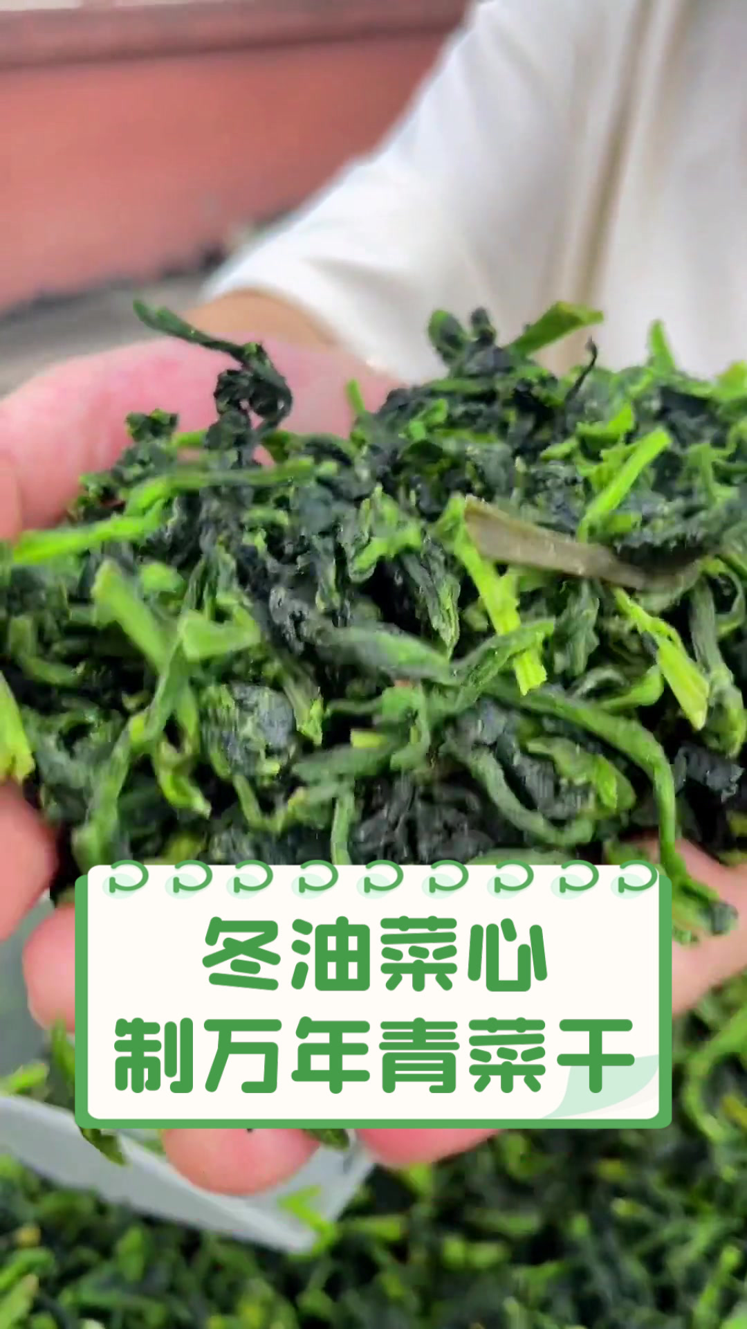 冬油菜心制万年青菜干