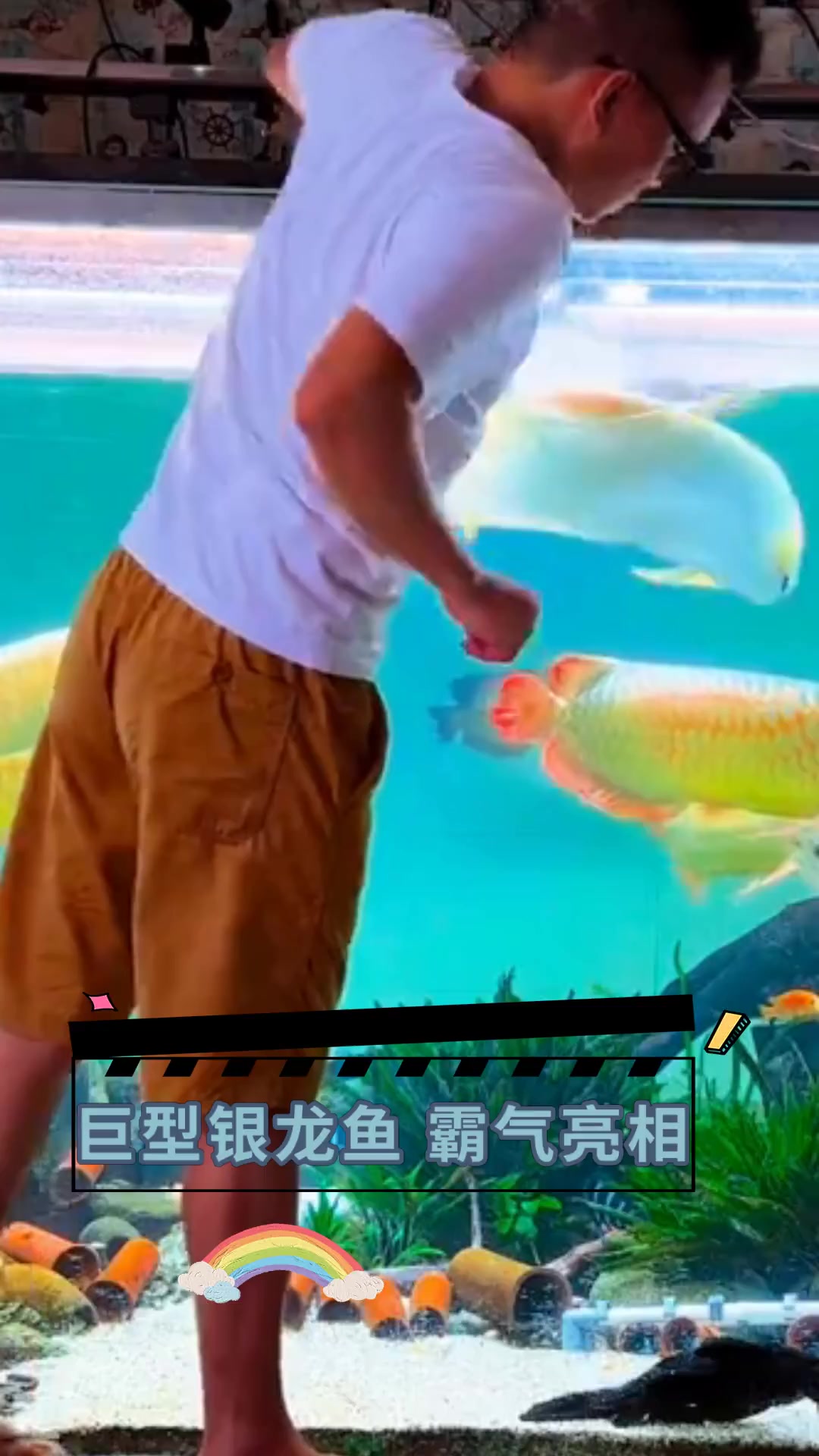 巨型银龙鱼 霸气亮相