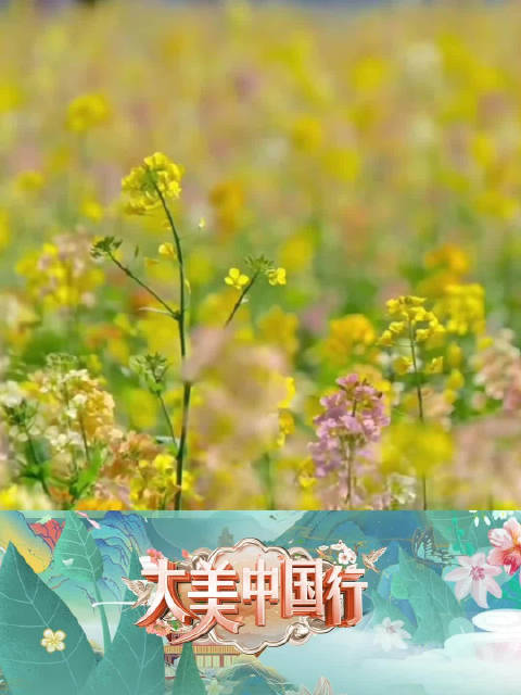 「走进春天里的中国」江西彩色油菜花惊艳盛放,颜色高达70多种的秘密竟是它!最美人间四月天