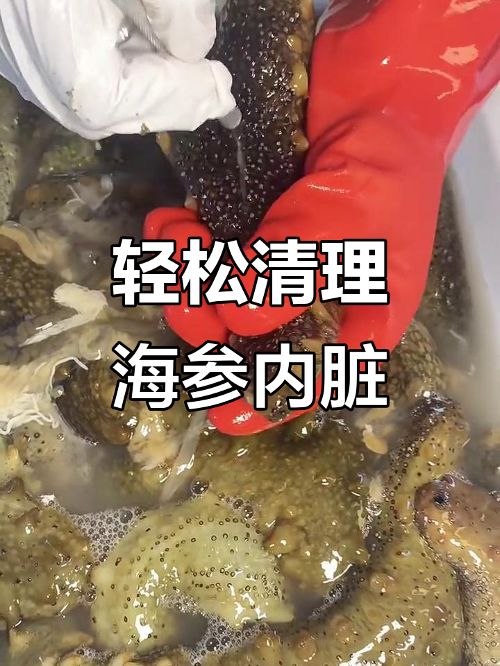 海参去内脏,简单又解压的清洗过程
