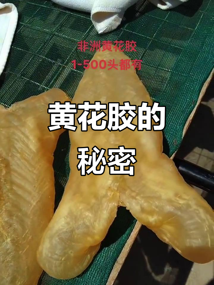 乌干达黄花胶,尼罗河鲈鱼精华,非洲特产