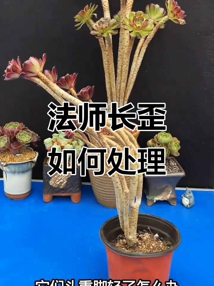 法师长歪了怎么办?轻松纠正造型技巧大公开