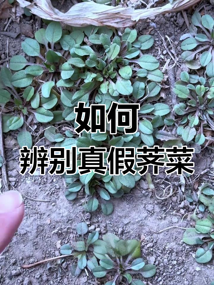 荠菜真假难辨,教你如何分辨独行菜、二月兰和泥糊菜的真相