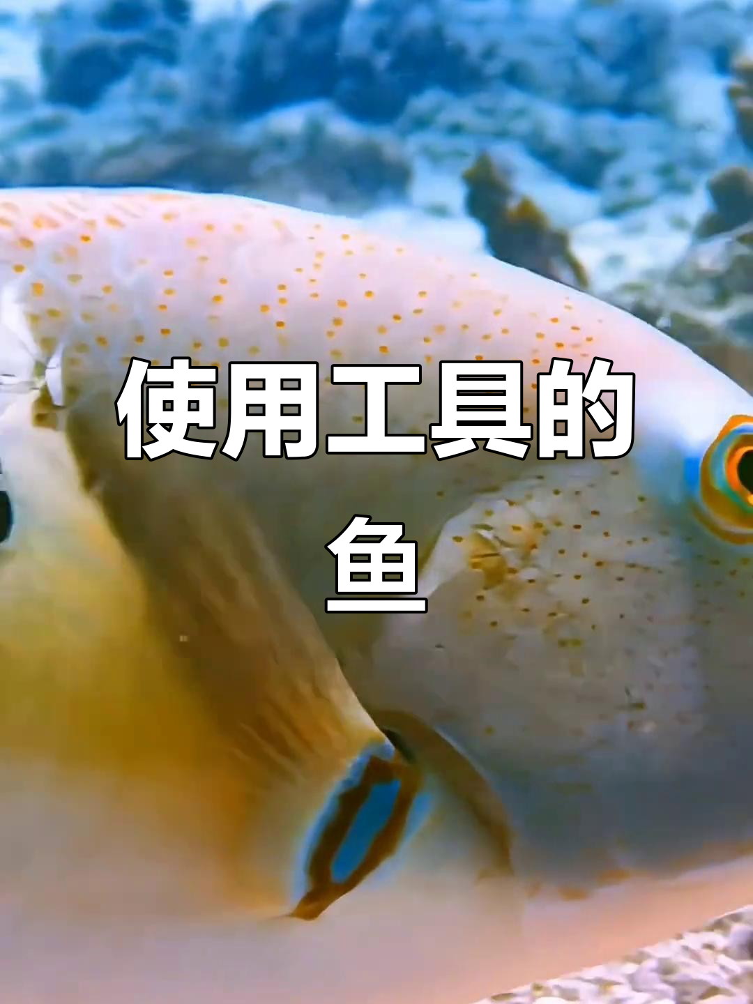 鱼也能用工具?鹰嘴鱼的惊人智慧