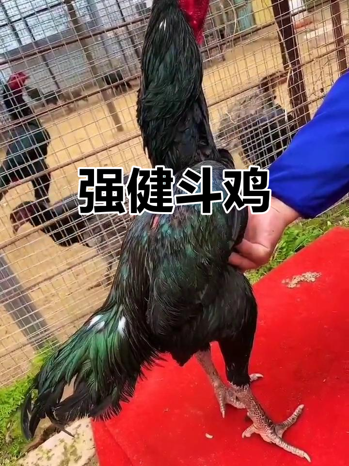越南斗鸡,骨骼强健,脚鳞完美,潜力无穷!