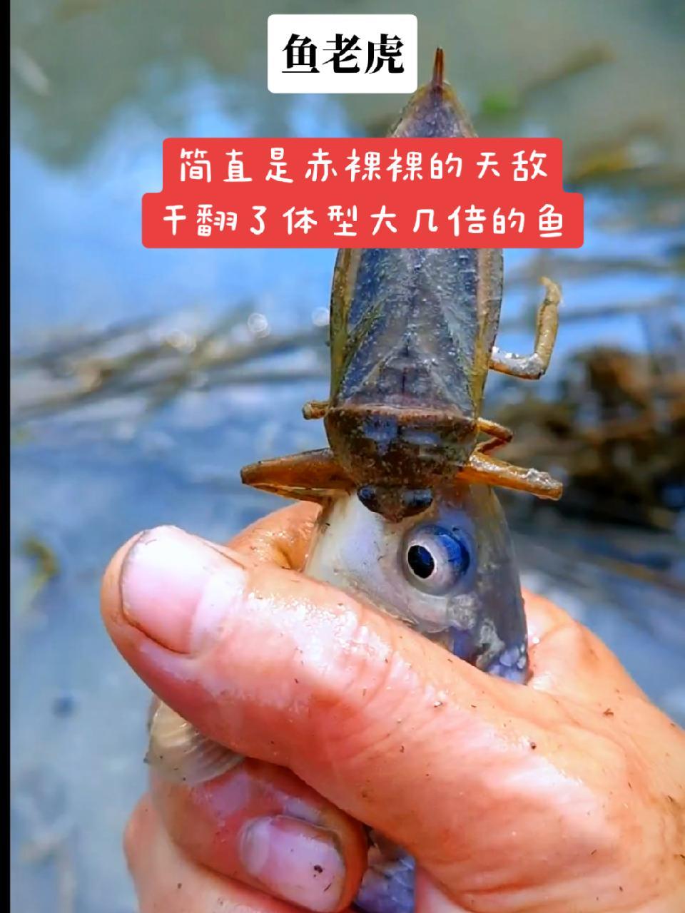 真是活久见,难得一见,居然看到了鱼老虎捉稻花鱼的场景。鱼老虎果然名不虚传,绝对是养鱼的大敌