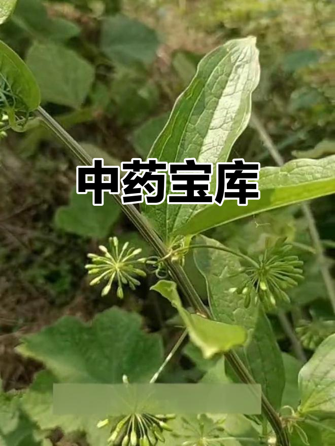 牛尾菜，中药宝藏，了解一下吧！