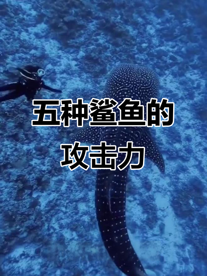 了解五种鲨鱼,哪种最凶猛?