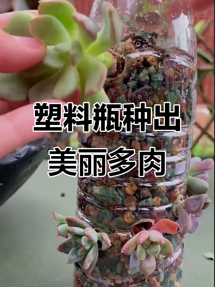 废旧矿泉水瓶变身高颜值多肉花盆，简单步骤教你DIY