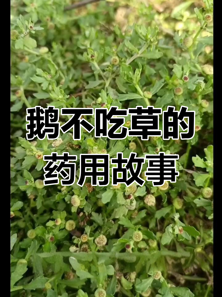 鹅不食草的传奇:如何被发现的神奇药物