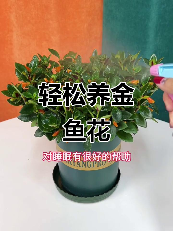 金鱼吊兰：清新空气，睡眠更香甜