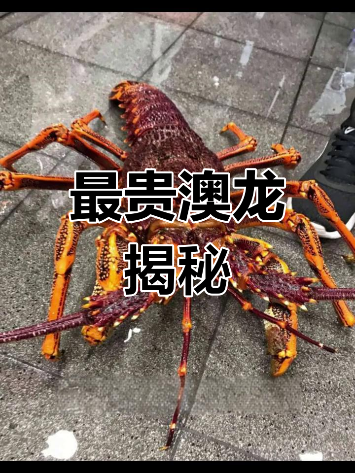 澳洲西部岩龙虾:顶级美味与高昂价格