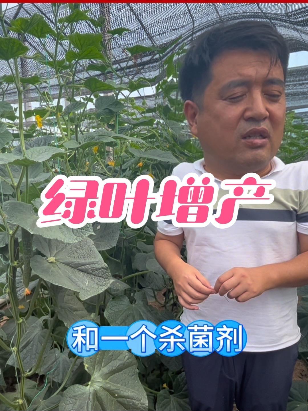 黄瓜绿叶,控旺,增产,用啥?来看看我们的实战效果!蔬菜种植 病虫害防治 农业技术推广 黄瓜