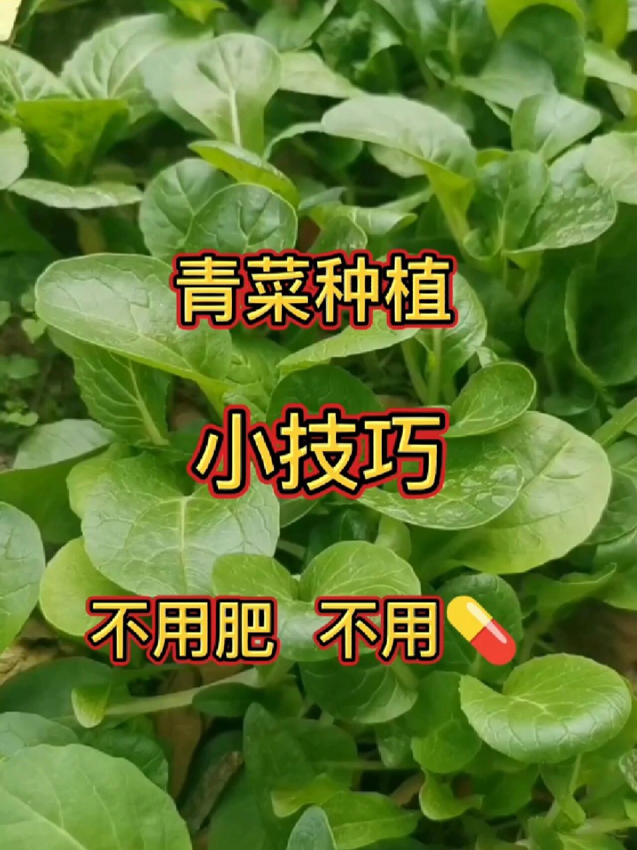 青菜种植小技巧