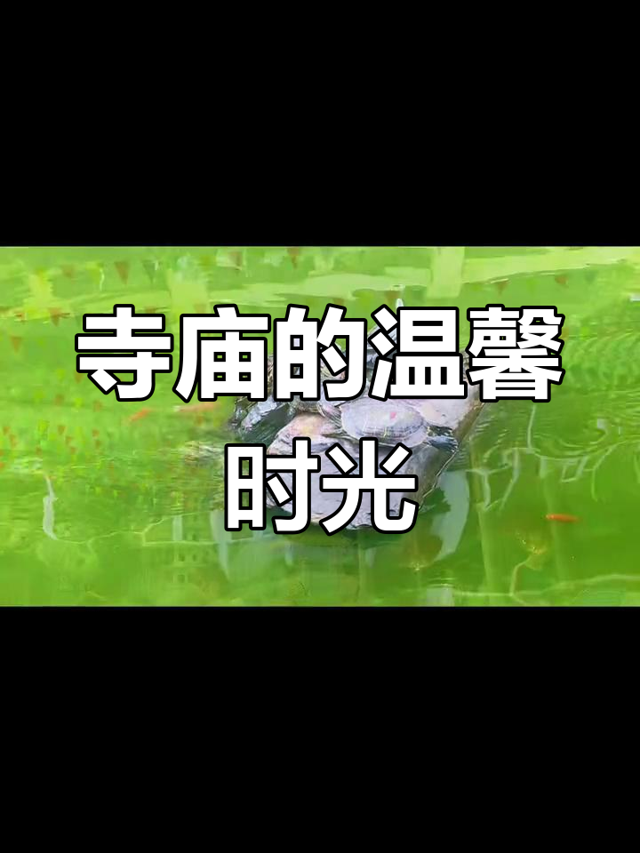 在古寺静享斋饭,小猫依恋香火气息,宁静中透出温暖