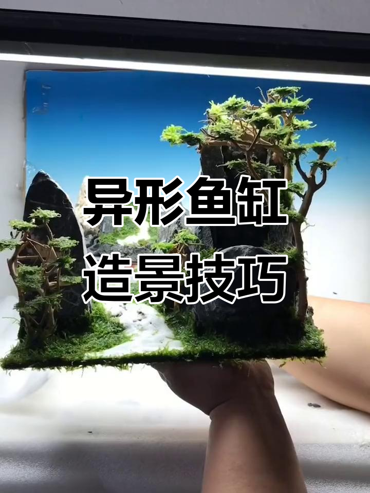 异形鱼缸造景难题,无缝对接方案揭秘