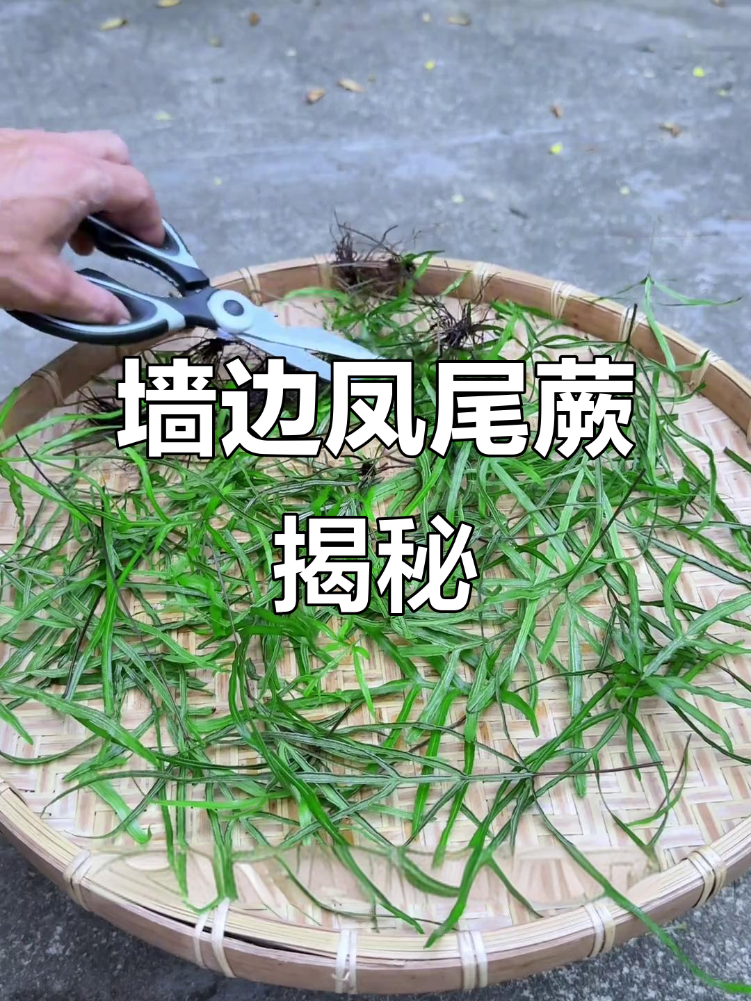 墙角凤尾蕨,农村常见却少有人知的山鸡尾巴草