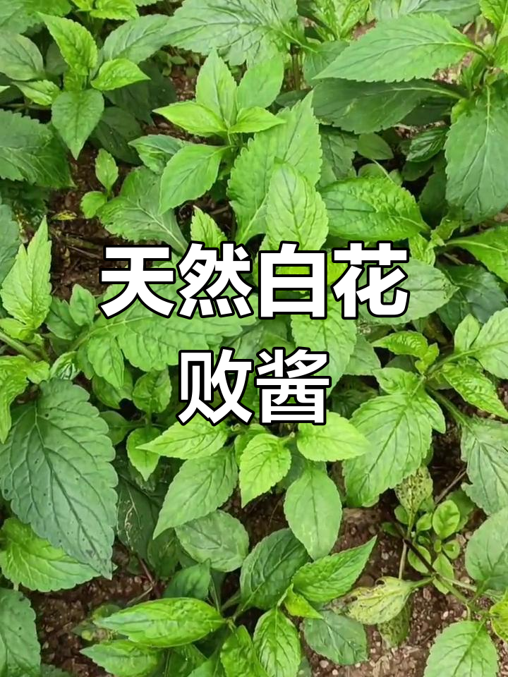 白花败酱草的形态与功效