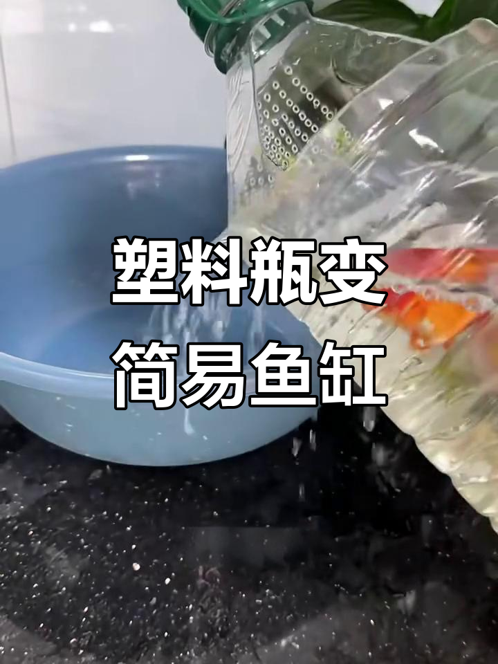 用废矿泉水瓶做简易鱼缸,换水更方便快捷